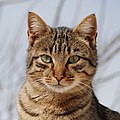 ラーメン赤猫のサムネイル